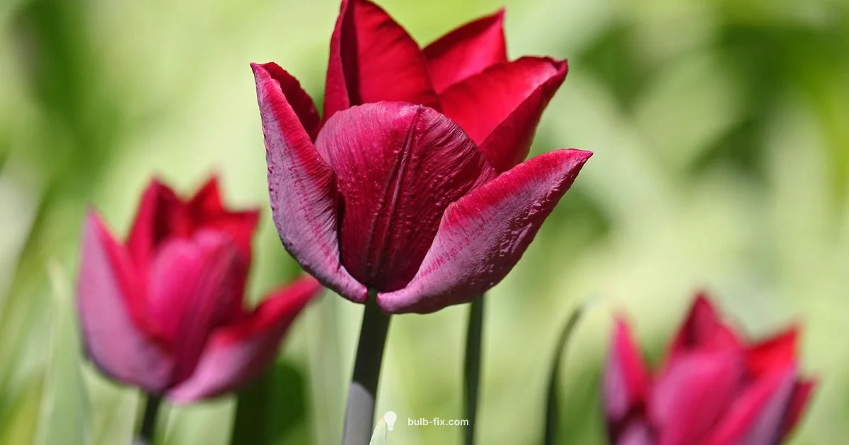 Spring Bulbs Now - Bulb Fix