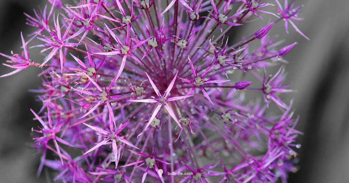 Spring Allium Planting - Bulb Fix