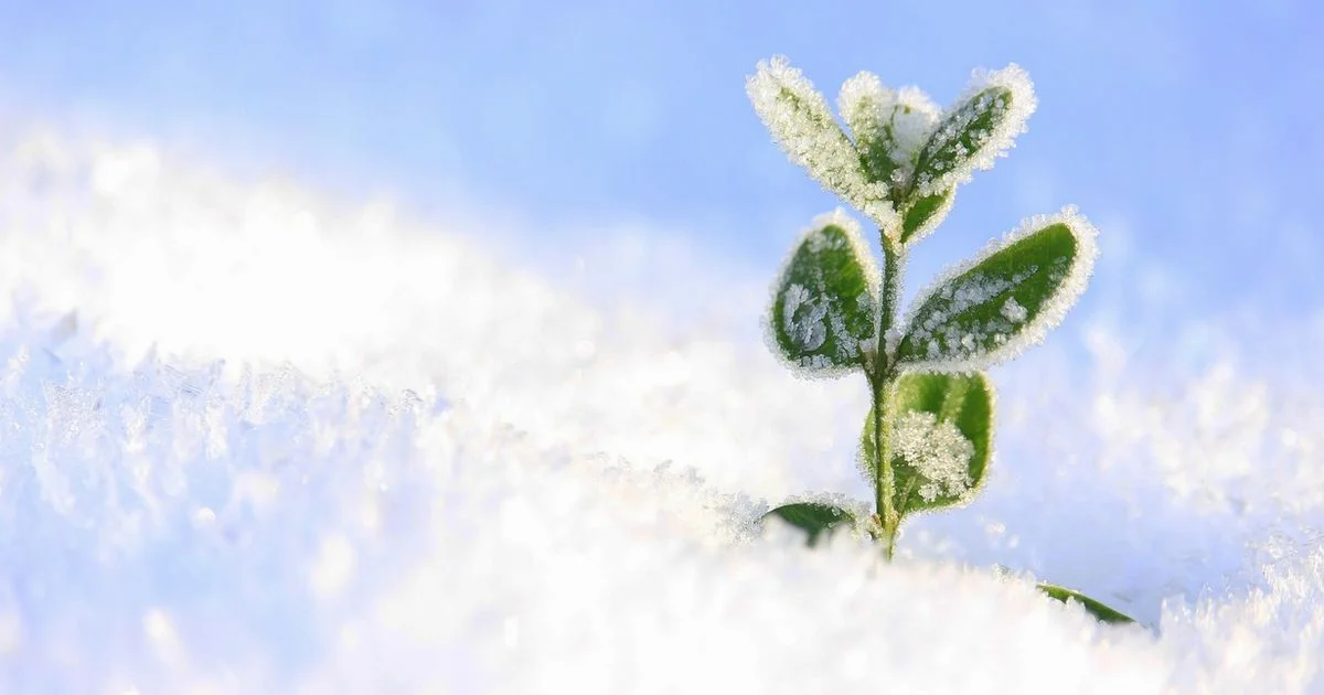 Bulb Hardiness Guide - Bulb Fix