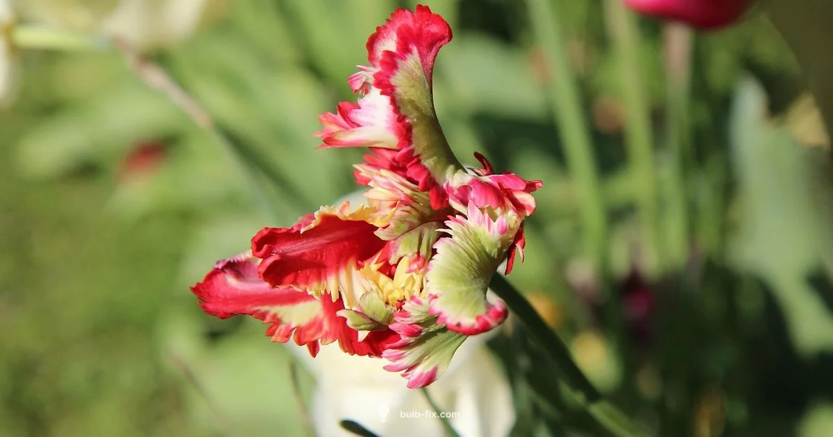 Parrot Tulip Bulb Guide - Bulb Fix