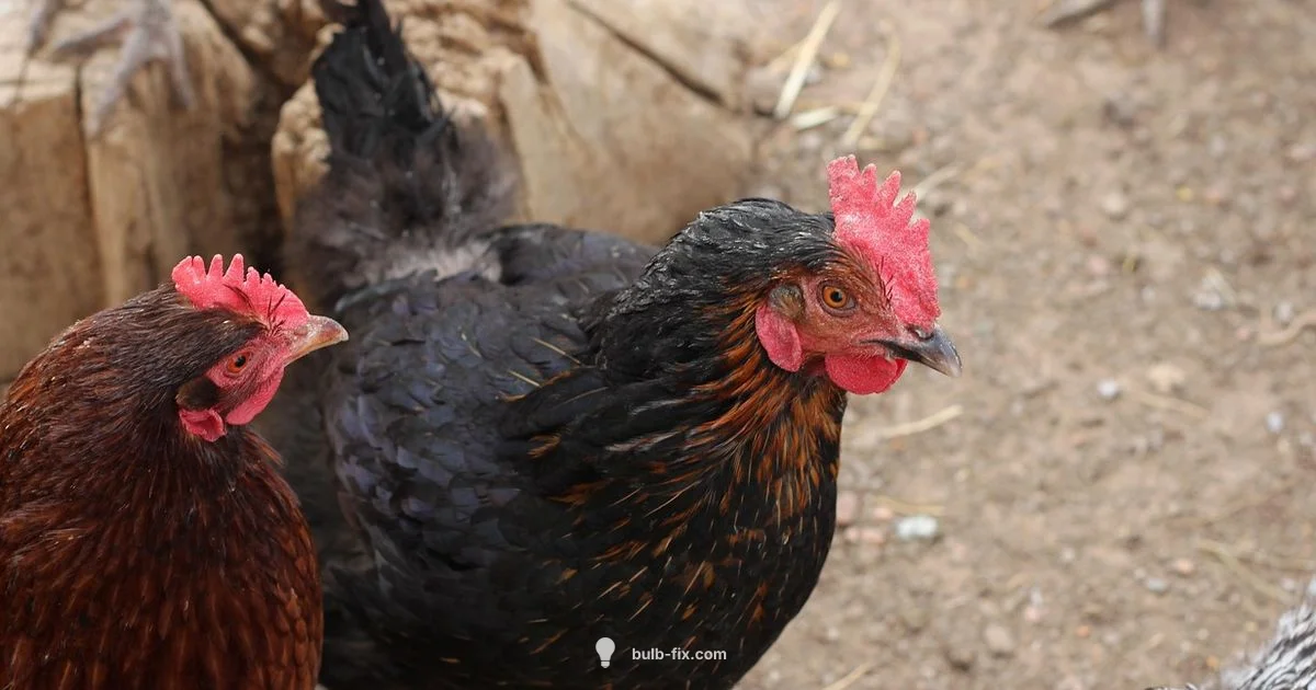 Heat for Chicks - Bulb Fix