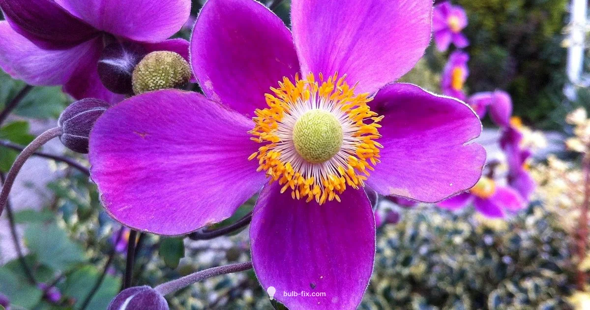 Perennial Bulbs - Bulb Fix