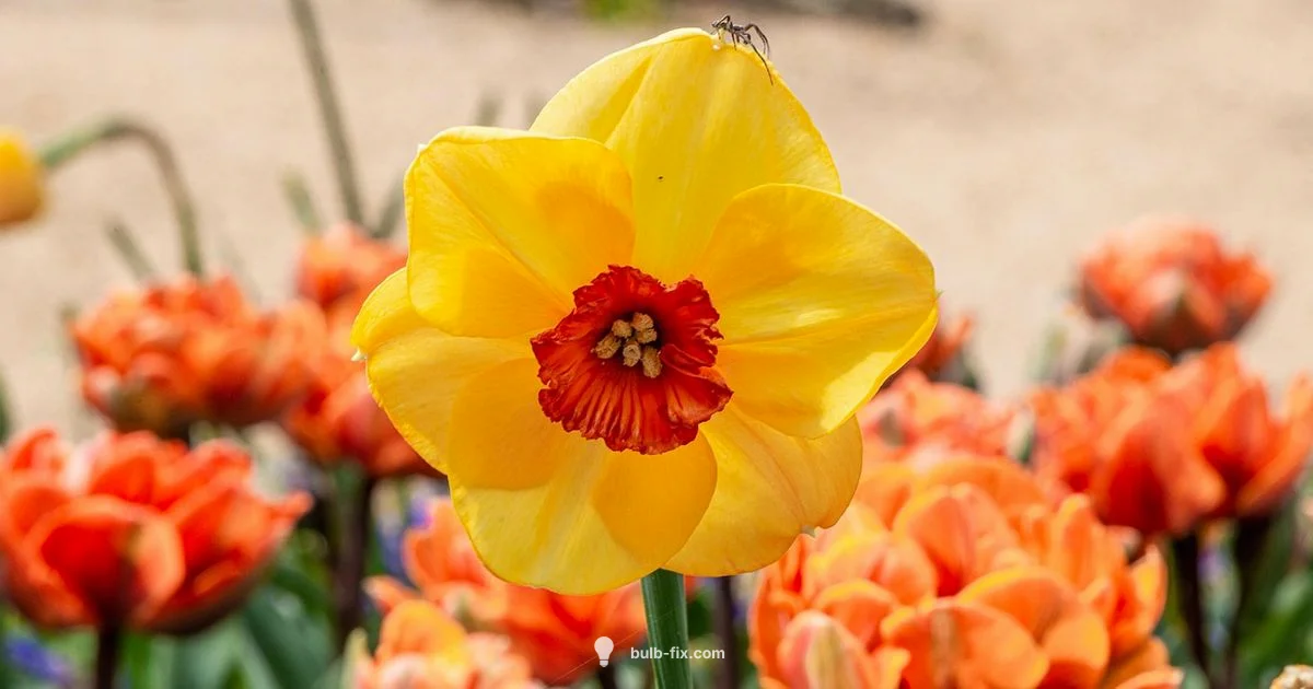 Daffodil Bulb Planting - Bulb Fix