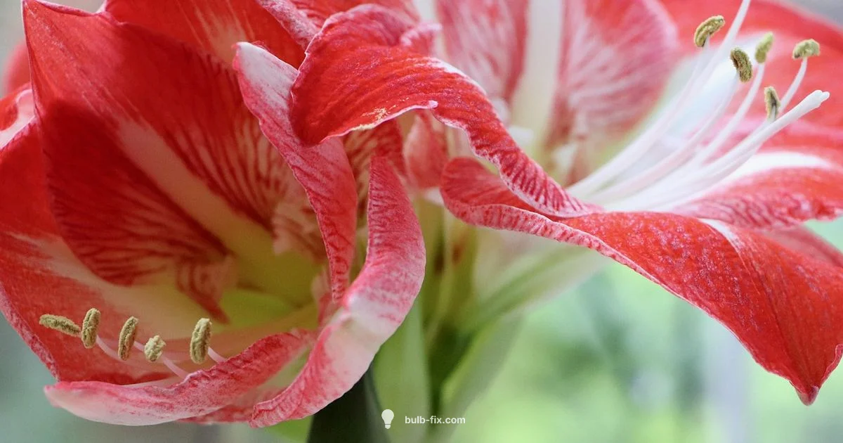 Amaryllis Reuse - Bulb Fix
