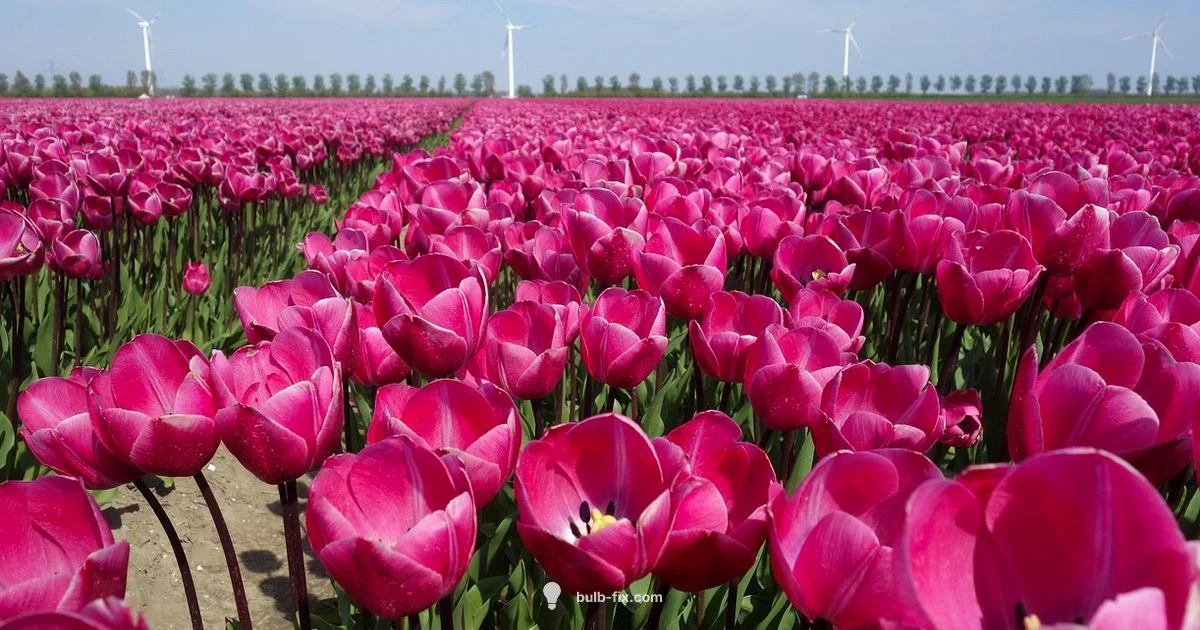 Bulb Planting Guide - Bulb Fix