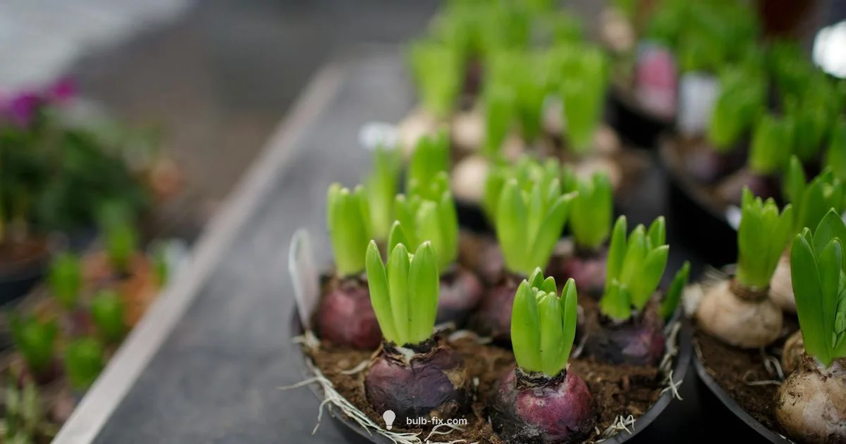 Lift & Store Bulbs - Bulb Fix