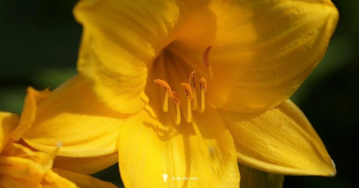 Daylily Care Guide - Bulb Fix