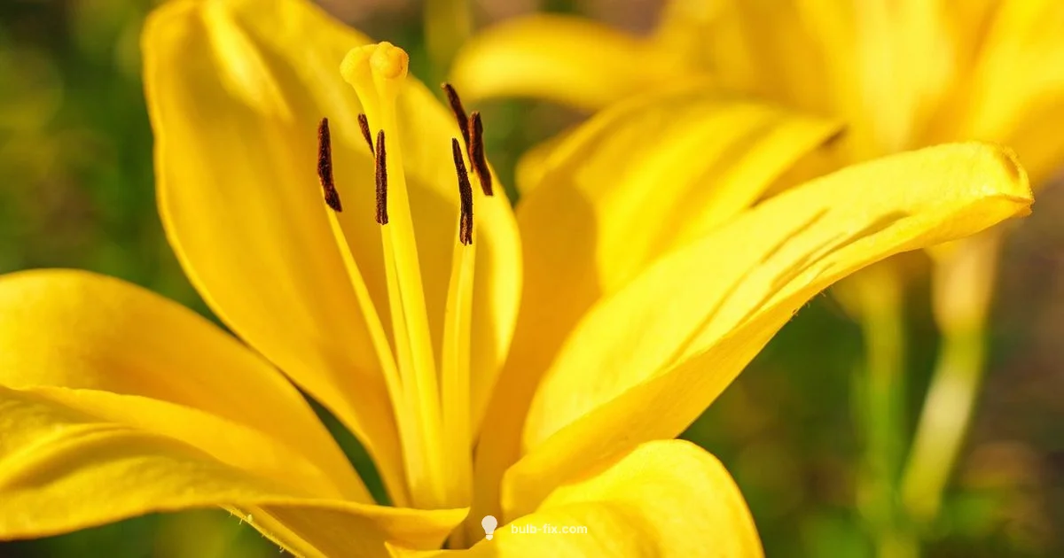 Bulb ID Tips - Bulb Fix