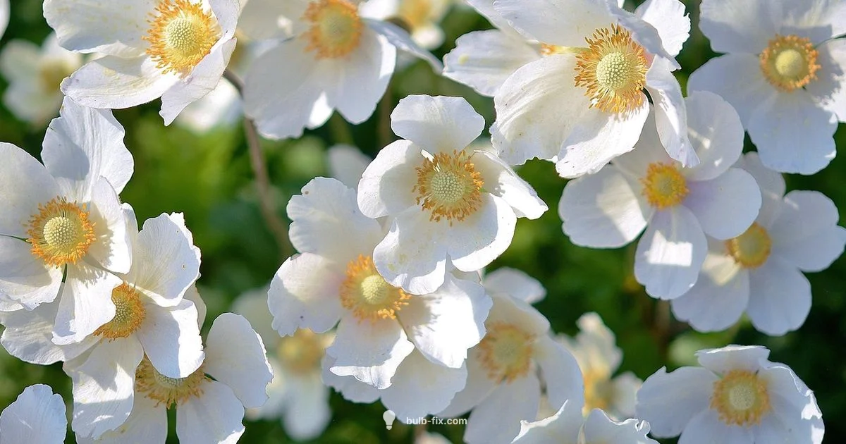 Spring Bulbs Spotlight Spring Bulbs Spotlight - Bulb Fix