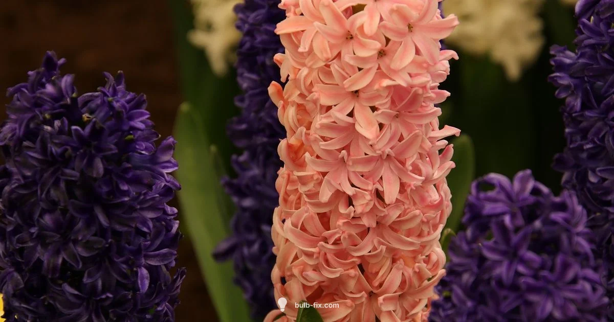 Hyacinth Depth Guide Hyacinth Depth Guide - Bulb Fix