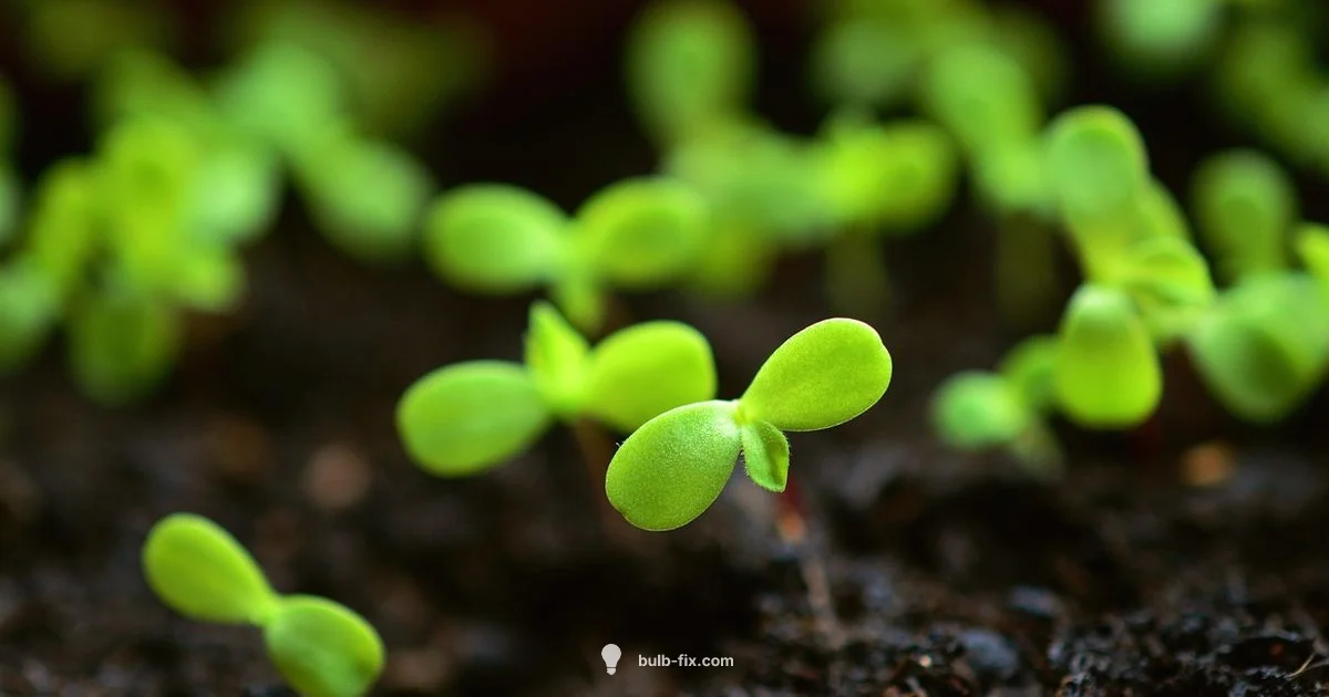 Bulb Planter Guide - Bulb Fix