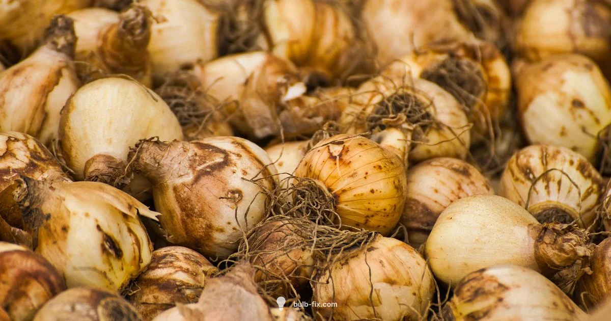 Tulip Planting Window - Bulb Fix