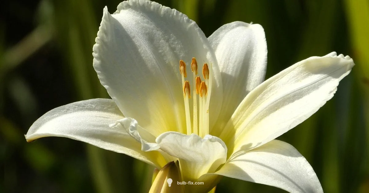 White Bulb Blooms - Bulb Fix