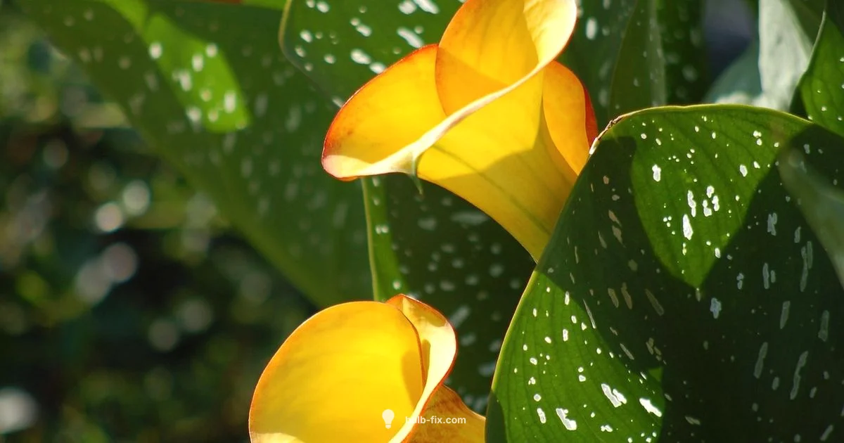 Calla Lily Bulbs - Bulb Fix