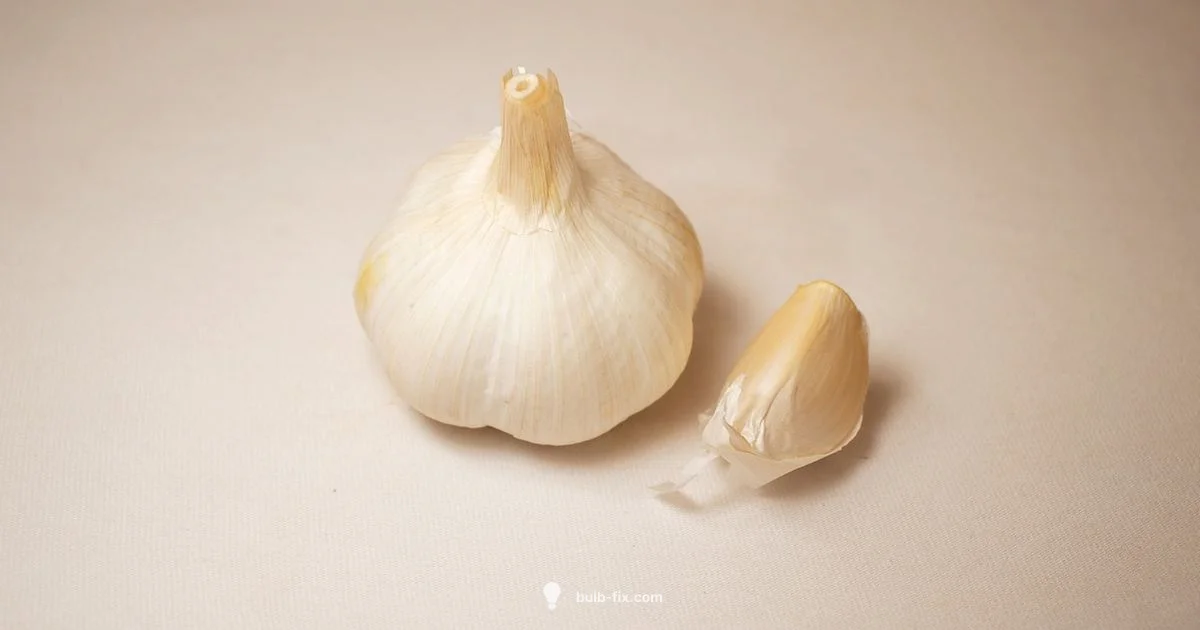 Fresh Garlic Storage - Bulb Fix