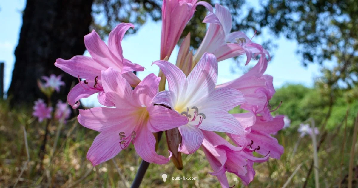 Amaryllis Bulb Guide - Bulb Fix