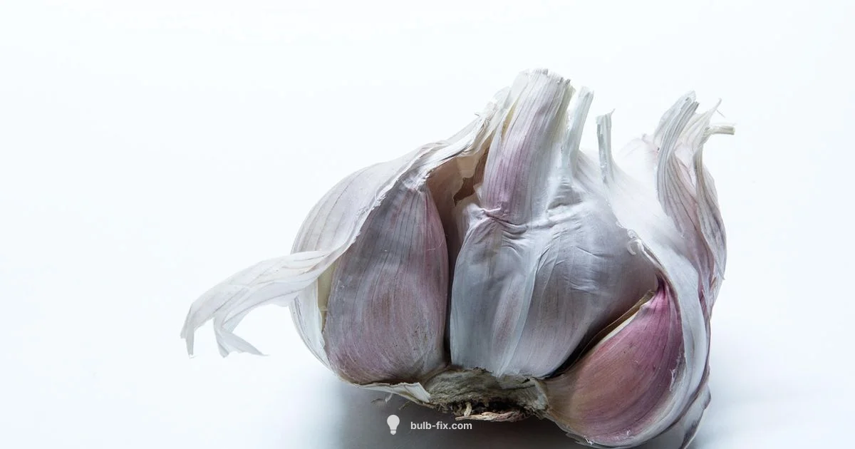 Garlic Bulb Safety Garlic Bulb Safety - Bulb Fix