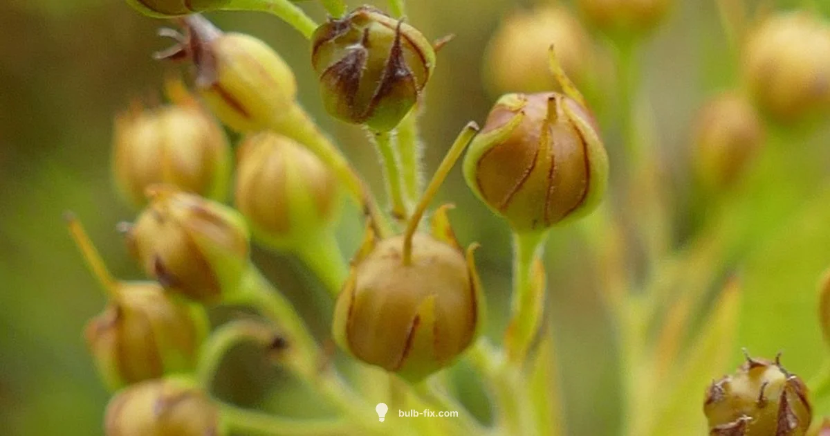 Bulb Propagation - Bulb Fix