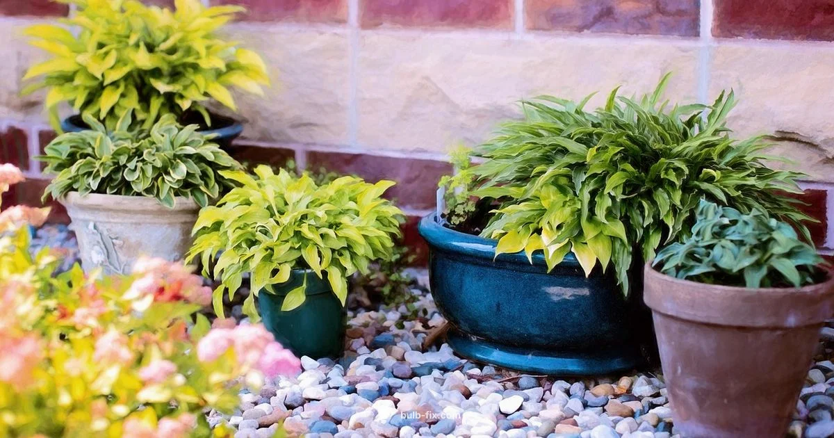 Winter Bulb Survival - Bulb Fix