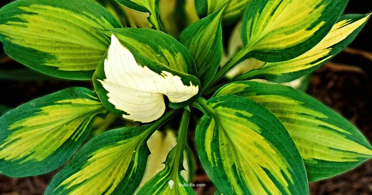 Hosta Propagation Hosta Propagation - Bulb Fix