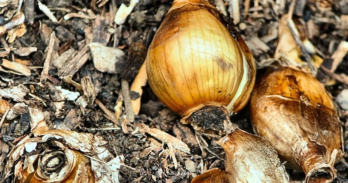 Spring Daffodil Planting Spring Daffodil Planting - Bulb Fix