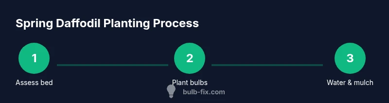 Process diagram for spring daffodil planting