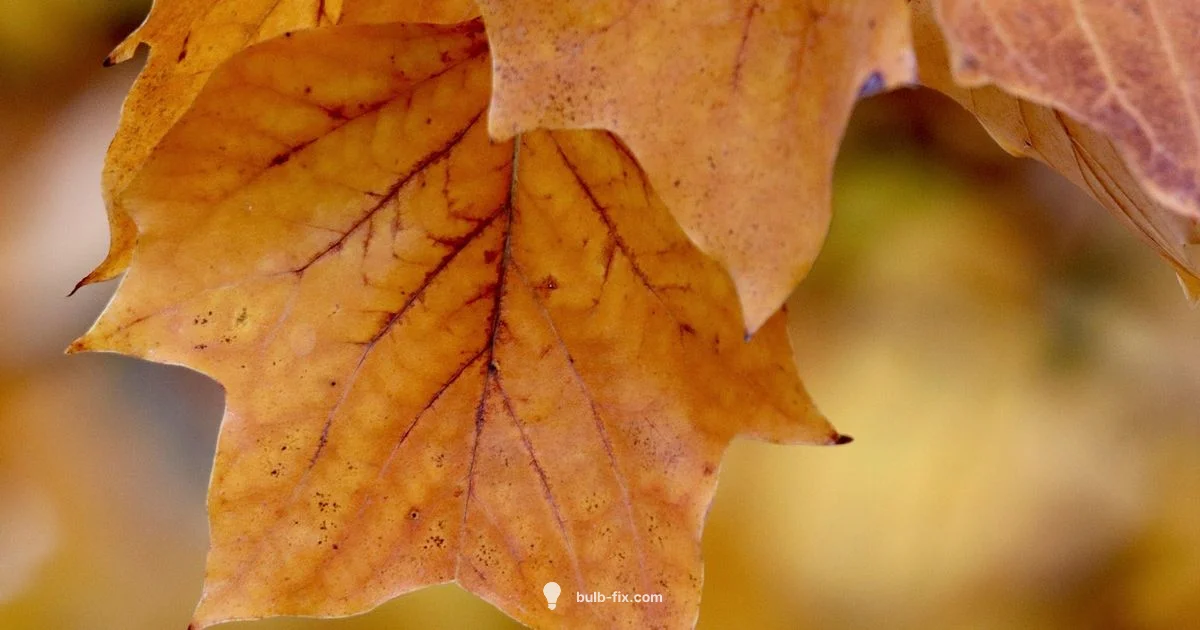 September Bulbs Guide - Bulb Fix