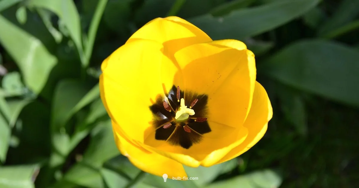 Perennial Bulbs Guide Perennial Bulbs Guide - Bulb Fix