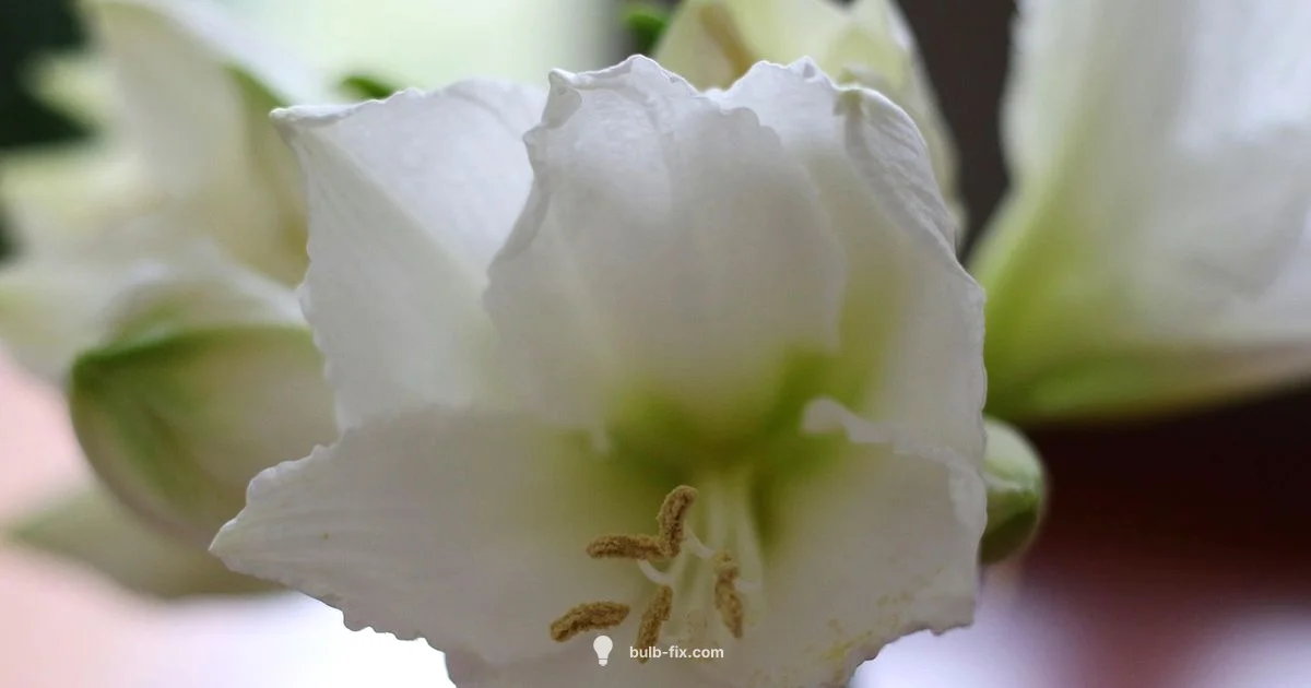 Wax Bulb Care - Bulb Fix