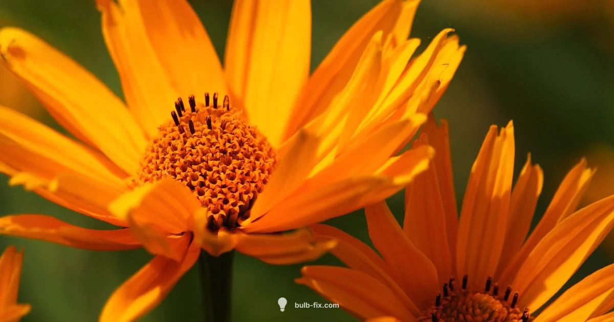 Blue Bulb Guide - Bulb Fix