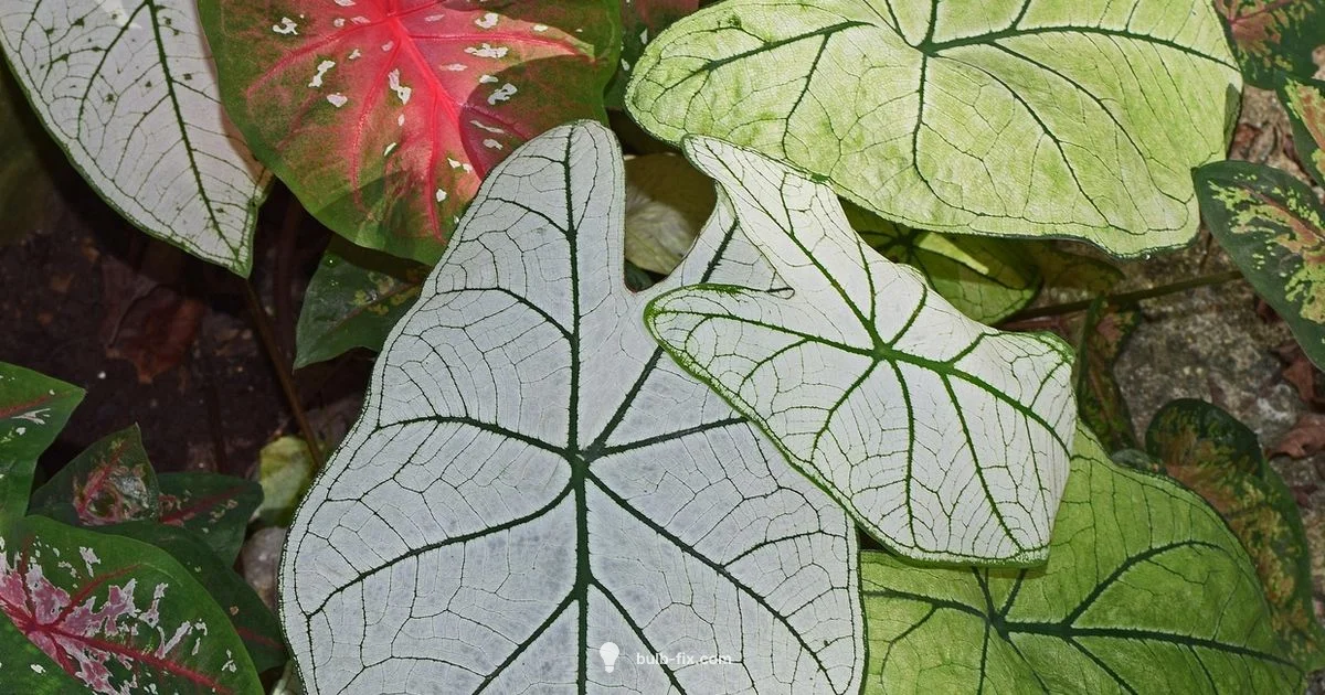 Bulb Transplant Guide - Bulb Fix