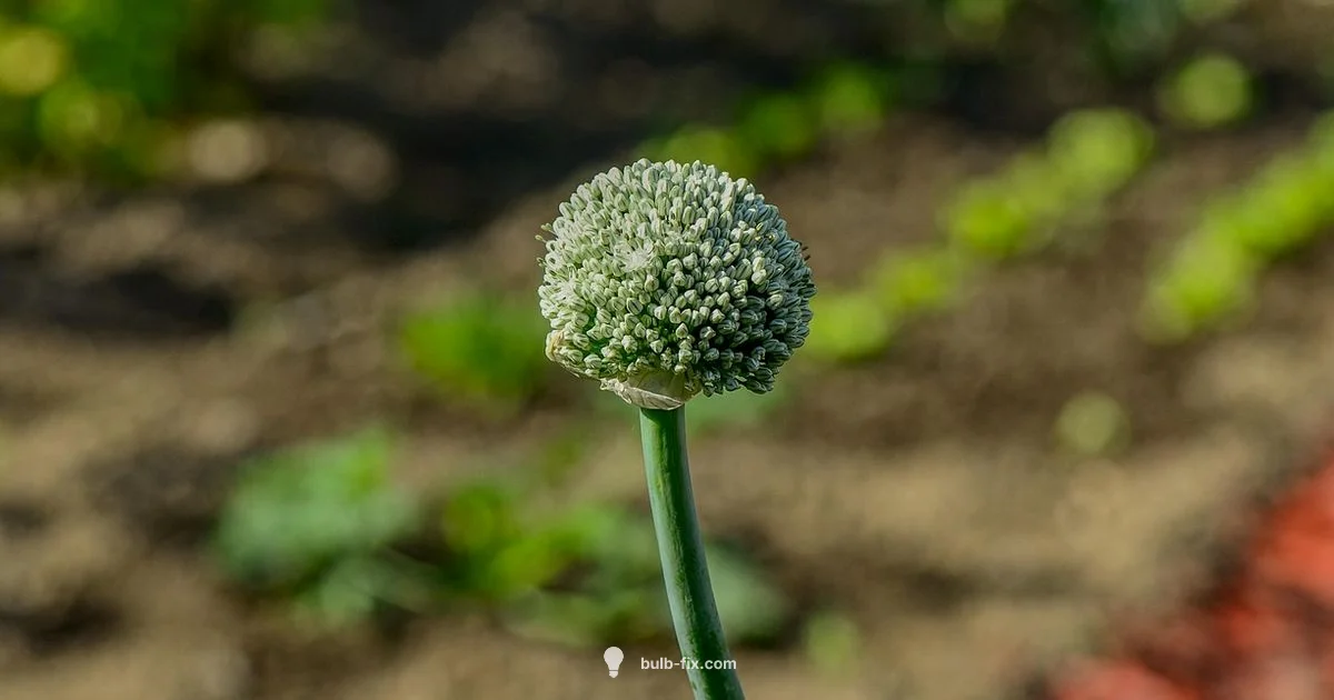 Onion Bolting in Garden - Bulb Fix