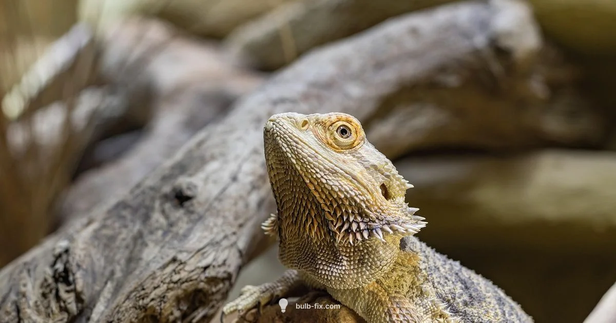 Bearded Dragon Heat - Bulb Fix