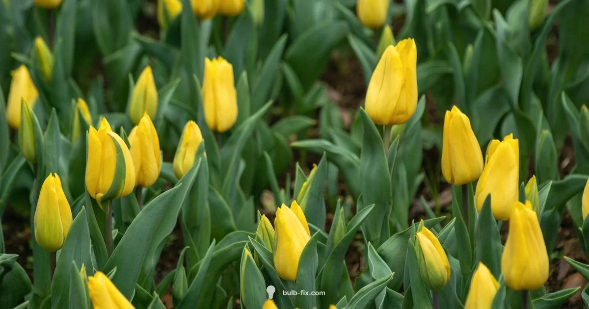 Bulb Basics - Bulb Fix