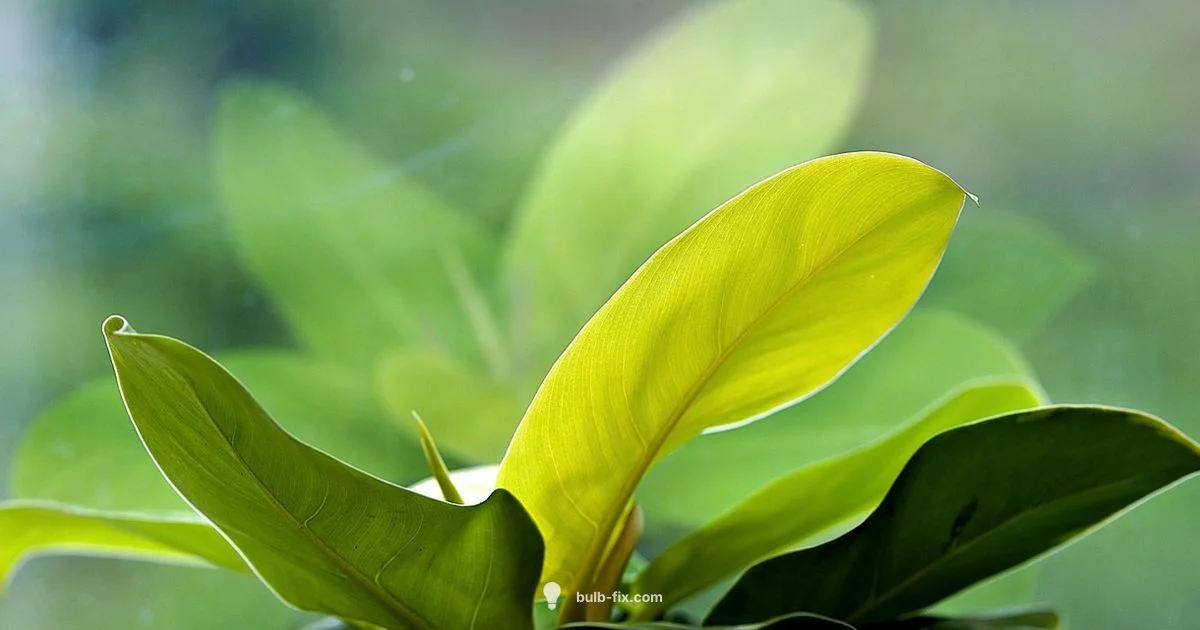 Amaryllis Care - Bulb Fix