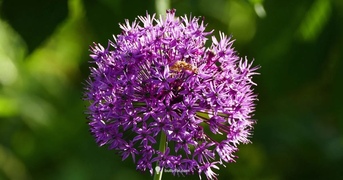 Grow Onion Bulbs - Bulb Fix