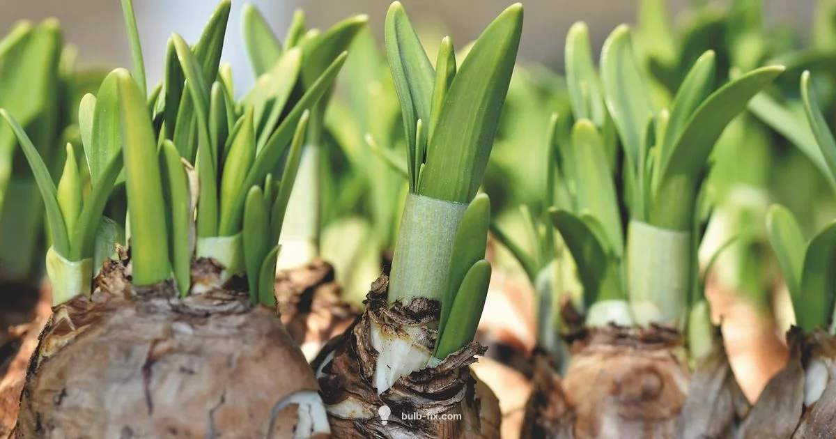 Fall Bulb Planting - Bulb Fix