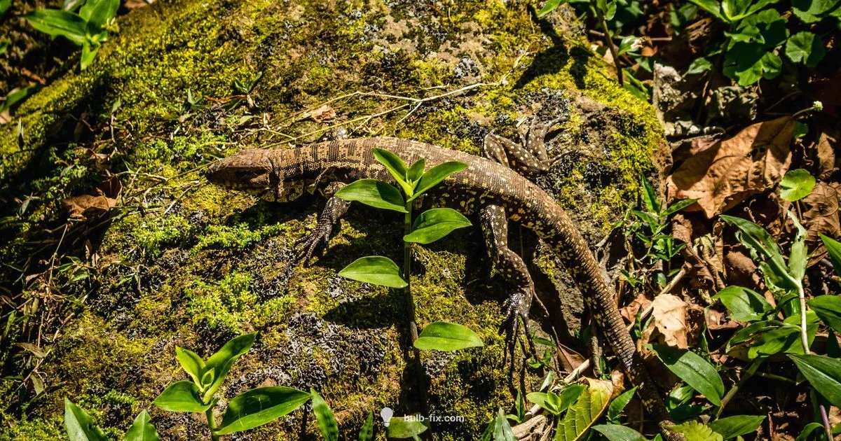 Bulbasaur Evolution - Bulb Fix