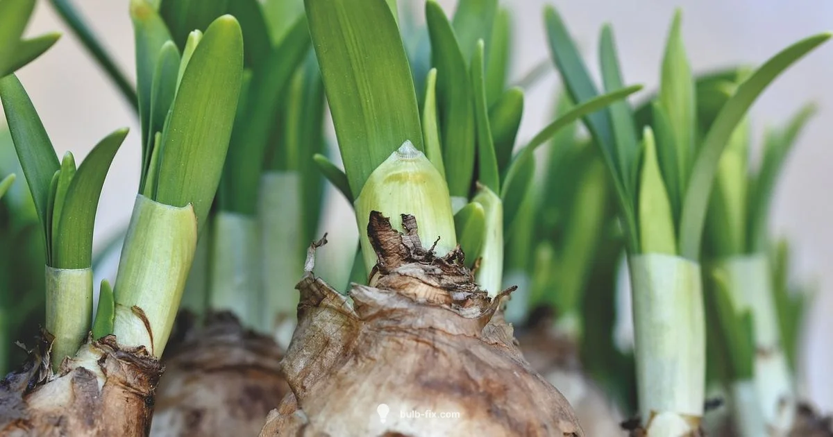 Daffodil Partners Daffodil Partners - Bulb Fix