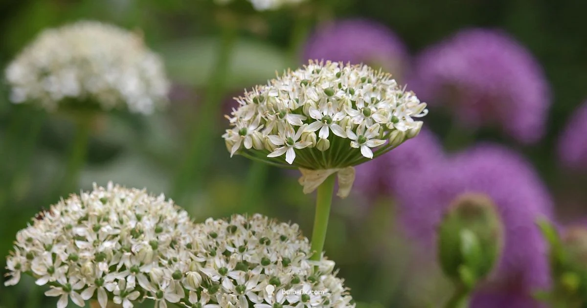 Planting Bulbs Guide - Bulb Fix