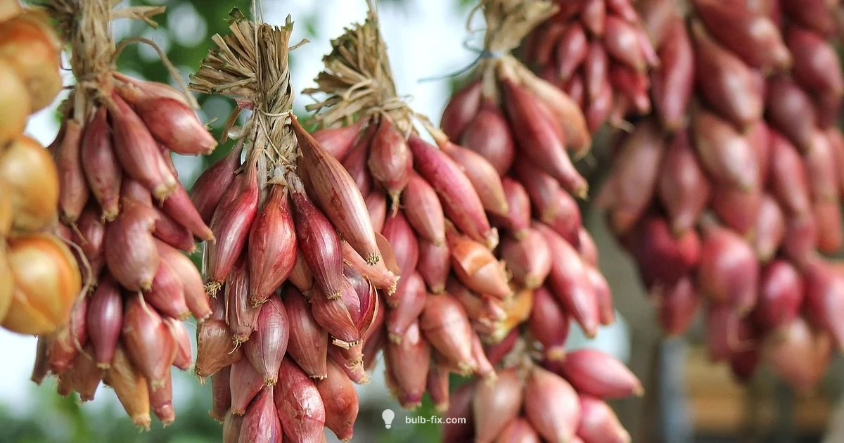 Onion Bulb Planting Onion Bulb Planting - Bulb Fix