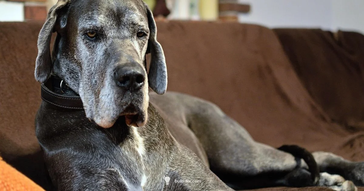 Bulb Dog Ark - Bulb Fix