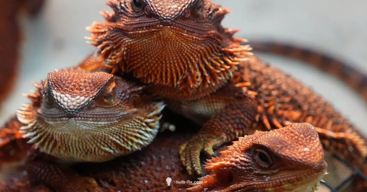 Bearded Dragon Lighting - Bulb Fix