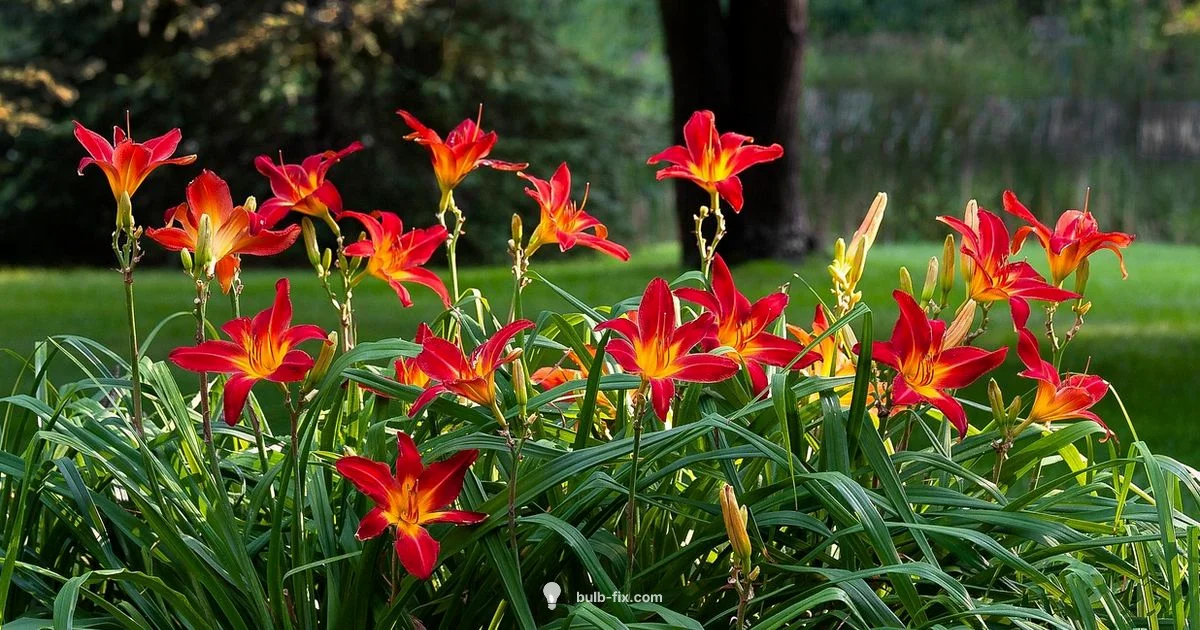 Root Structure Root Structure - Bulb Fix