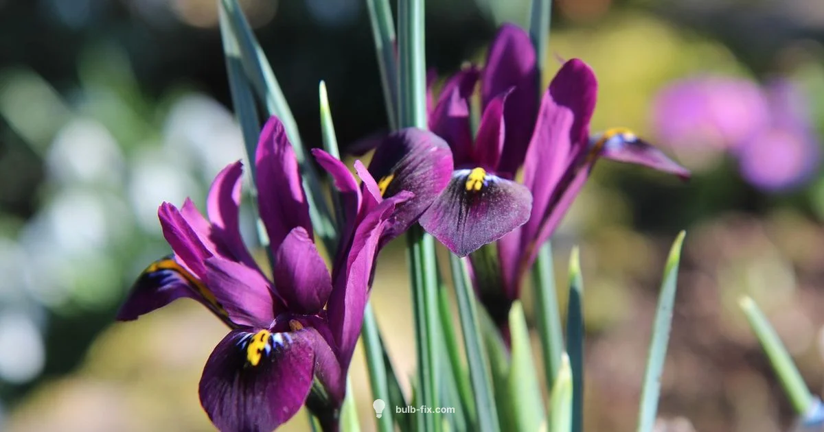 Spring Iris Planting - Bulb Fix