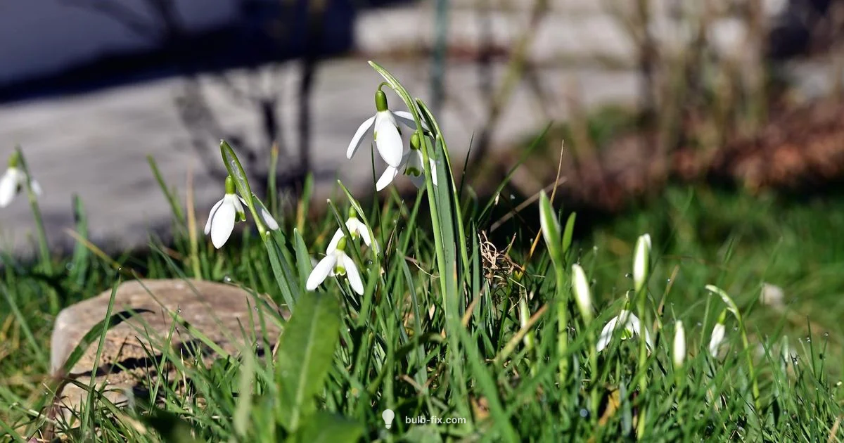 Bulb Propagation Guide - Bulb Fix