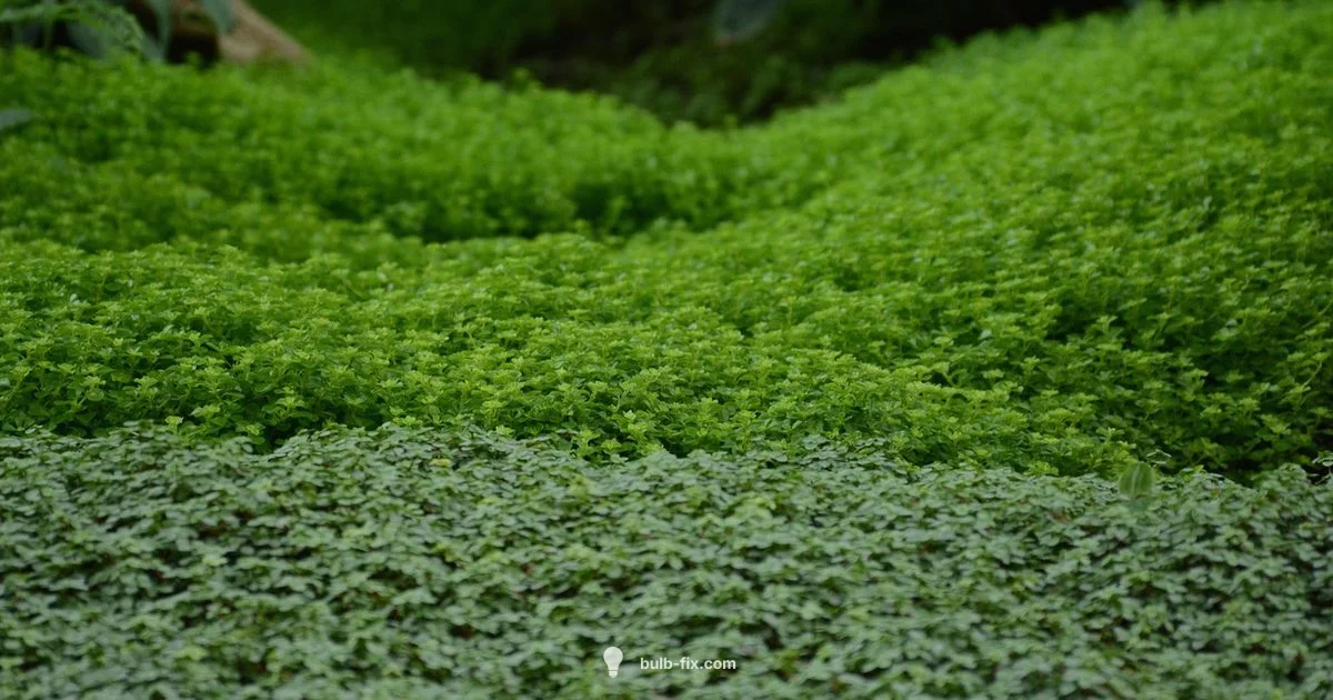 GE Fridge Light Guide - Bulb Fix