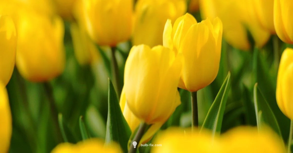 Tulips & Companions Tulips & Companions - Bulb Fix