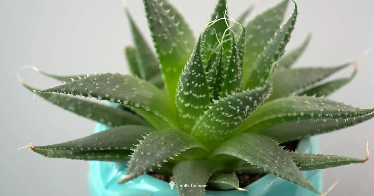 Bulb Plant Pots Guide - Bulb Fix