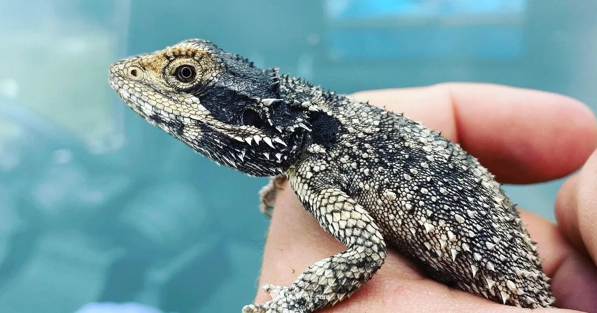 UVB Lighting Setup - Bulb Fix